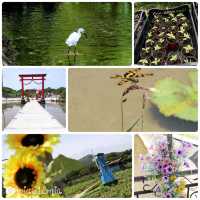 信芯園向日葵花田🌻