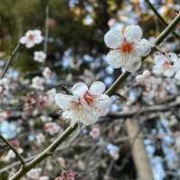櫻井神社