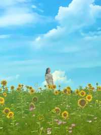 7월에 피는 가장 예쁜 꽃 해바라기🌻보러 안성팜랜드로 오세요💛