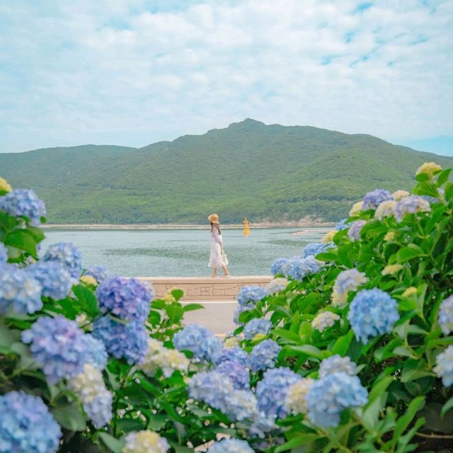 🌊바다와 함께 수국을 즐길 수 있는곳 [거제도, 저구항]