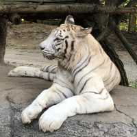 에버랜드 사파리🐅