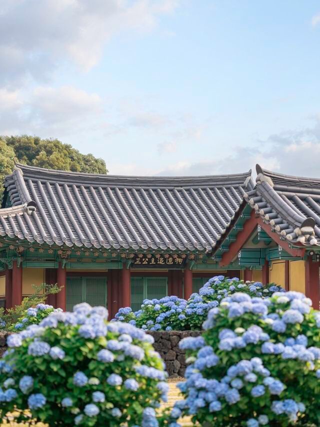 수국시즌이 돌아온다면 꼭!