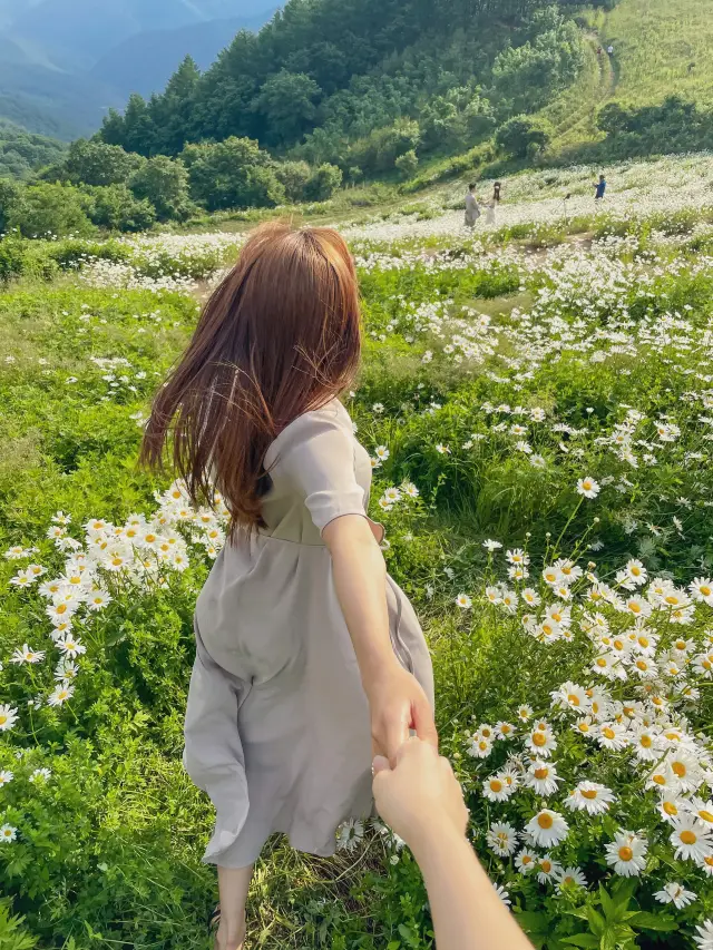 한국의 알프스 초원 평창 “청옥산 육백마지기” 🕊