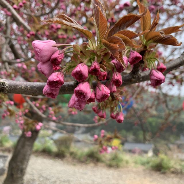 겹벚꽃 핫플 각원사