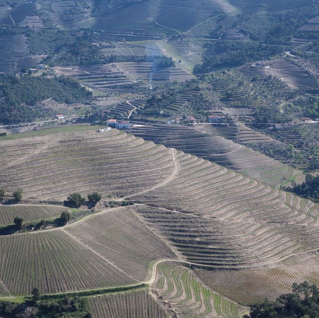 포트와인의 산지, 도우루 밸리로 떠나는 여행🇵🇹🍷