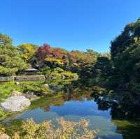 名古屋 楓葉下 的白鳥庭園🍁🍁