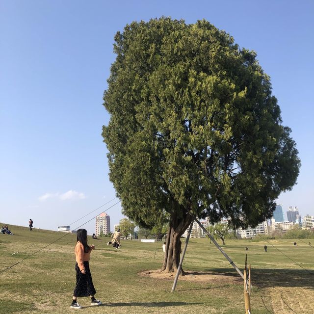 나홀로나무로 유명한 “올림픽공원”