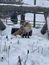 🇯🇵北海道-旭川動物園