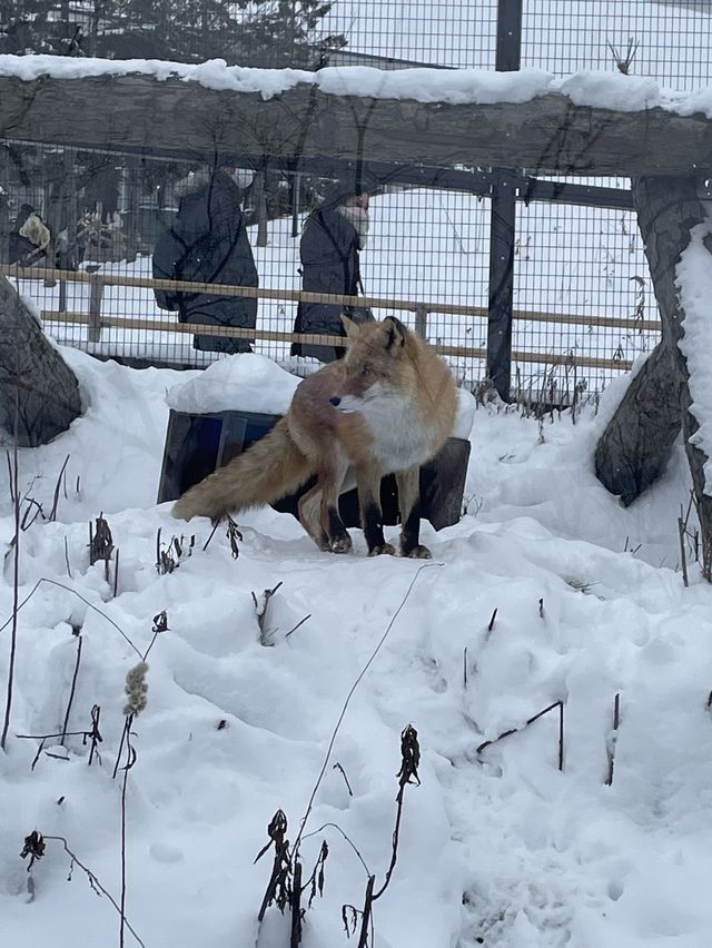 🇯🇵北海道-旭川動物園
