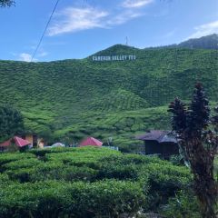 Cameron Valley Tea House 여행 사진