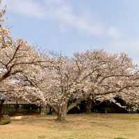 櫻花與油菜花共舞，彷如走入世外桃園！