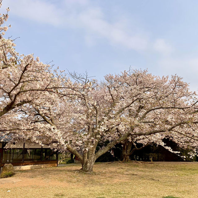櫻花與油菜花共舞，彷如走入世外桃園！