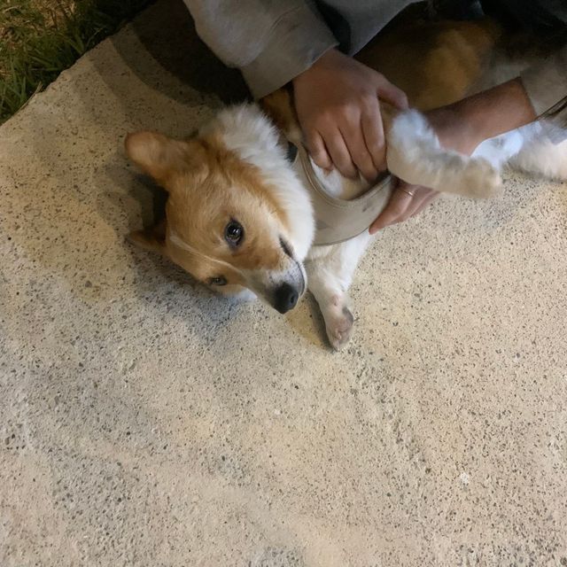 반려견이 뛰어놀수 있는 ‘카페이소’