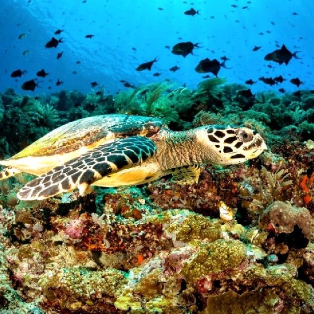 Bunaken Marine Park, North Sulawesi 