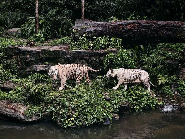 Singapore Zoo