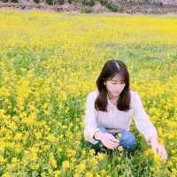 [Voyage8.] 🌼제주도에서 유채꽃놀이 하기~🌼