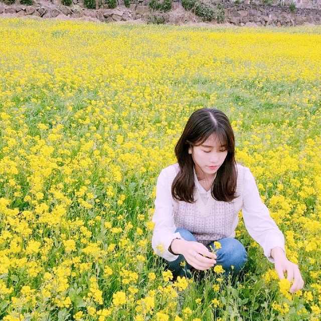 [Voyage8.] 🌼제주도에서 유채꽃놀이 하기~🌼
