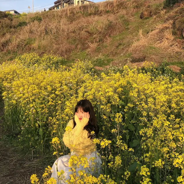 제주 애월 유채꽃이 가득한, 한담해안산책로 🌼