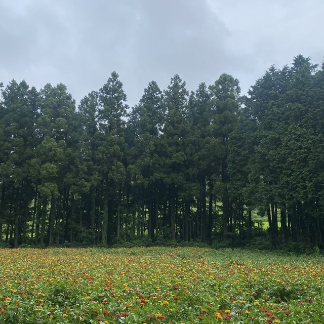 제주 숨은 여행지 - 안돌오름 비밀의 숲