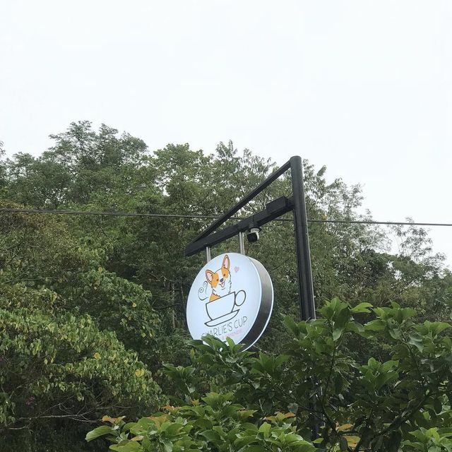 Charlie's Cup