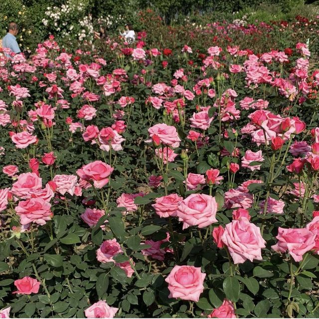 Zijing Park - International Rose Garden