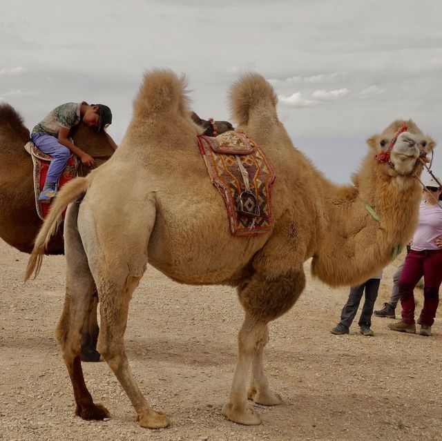 훼손되지않은 자연🏞몽골에서 낙타타기🐫