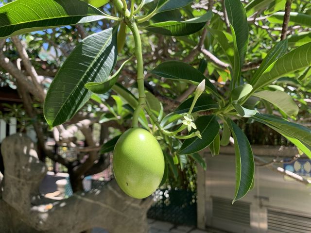 本地遊 ｜ 荔枝角公園 ｜賞花 ｜ 小百日草
