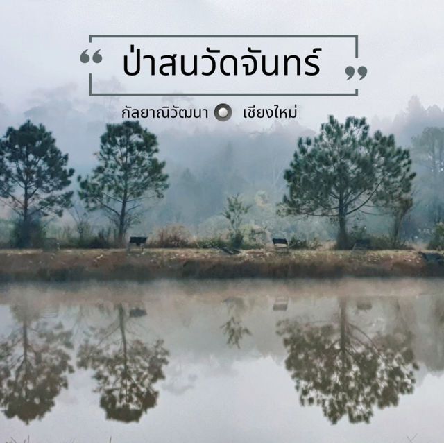 ป่าสนวัดจันทร์​