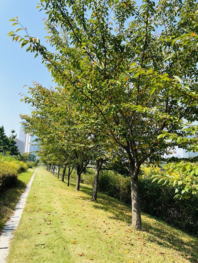 해바라기가 만개한 인천 송도센트럴파크🌻
