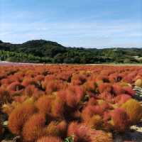 愛知県！知多半島にある秋のコキア畑