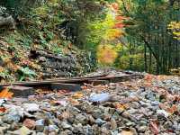 赤沢森林鉄道