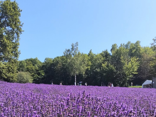 ラベンダー園　札幌