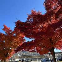 輕井澤嘅紅葉
