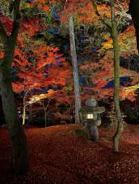 紅葉の永観堂🍁