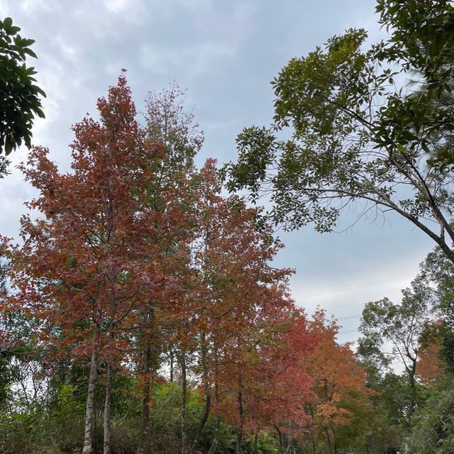 聖誕香港看紅葉 聖誕香港看紅葉