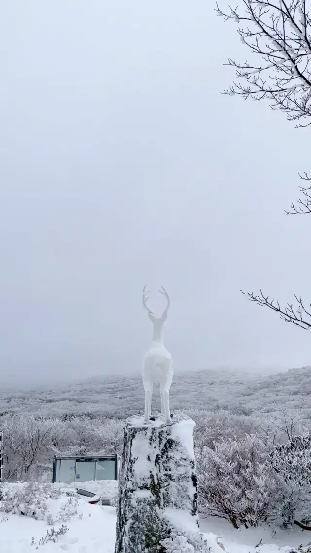 실시간 겨울왕국 그 자체인 제주도 1100고지❄️❄️