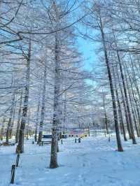 차타고 해발1330m 만항재를 즐기는 눈꽃여행❄️🤍