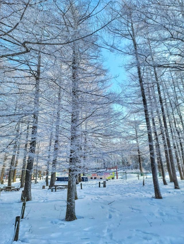 차타고 해발1330m 만항재를 즐기는 눈꽃여행❄️🤍