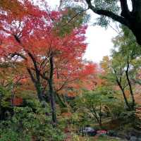 京都紅葉2022 宝筐院の素晴らしい紅葉