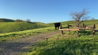 Bull rushing at Diablo Hills Regional Park