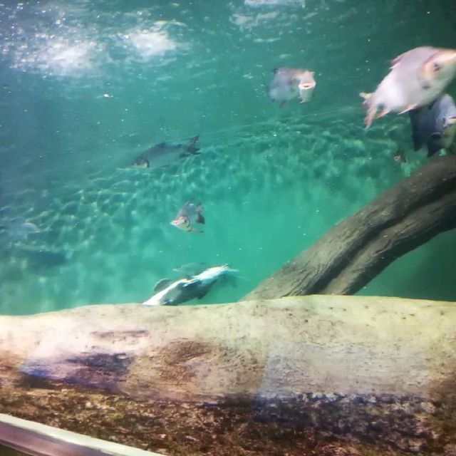 Shanghai Pudong  Aquarium