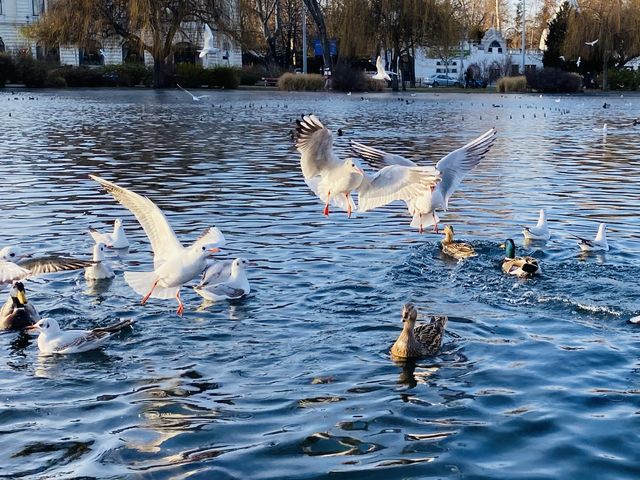 🦆🐦 WUTHERING GULLS  🦆🐦