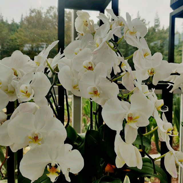 Shower of flowers