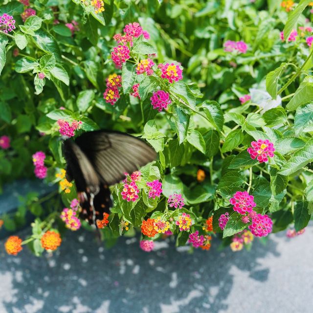 Wildlife in Wuzhen Watertown🌿🌱🦋