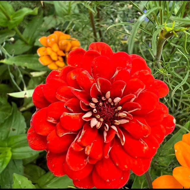 Flower spotting in Moganshan