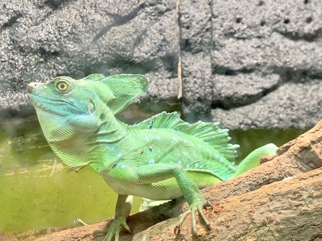 Shanghai Natural Wild Insect Kingdom 