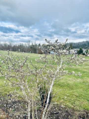 Seattle, USA has the most beautiful clouds in the world.