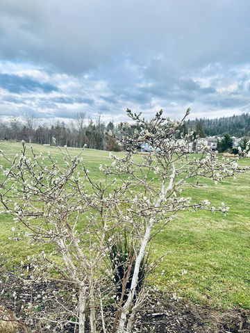 Seattle, USA has the most beautiful clouds in the world.
