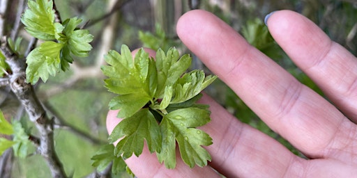 Beltane Wreath Making | SILT, Unit 6 St Georges Works, Silver Street, Trowbridge, UK