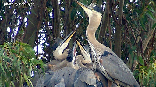 Our Wild Watershed: Herons and Egrets with Emiko Condeso | Laguna de Santa Rosa Foundation